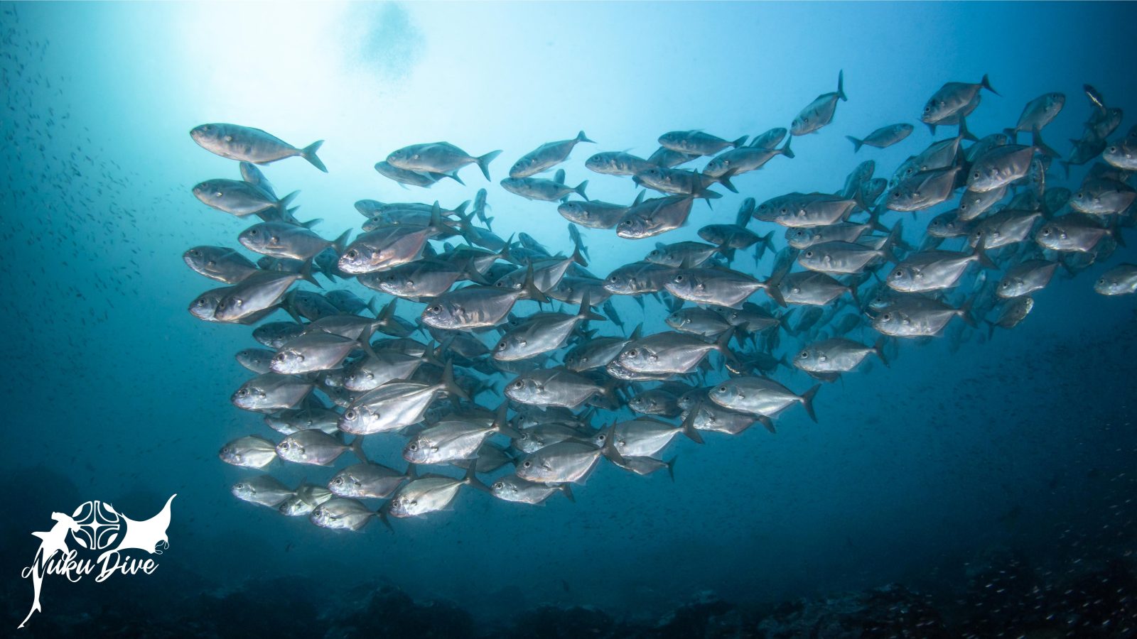 School of trevallies in open water
