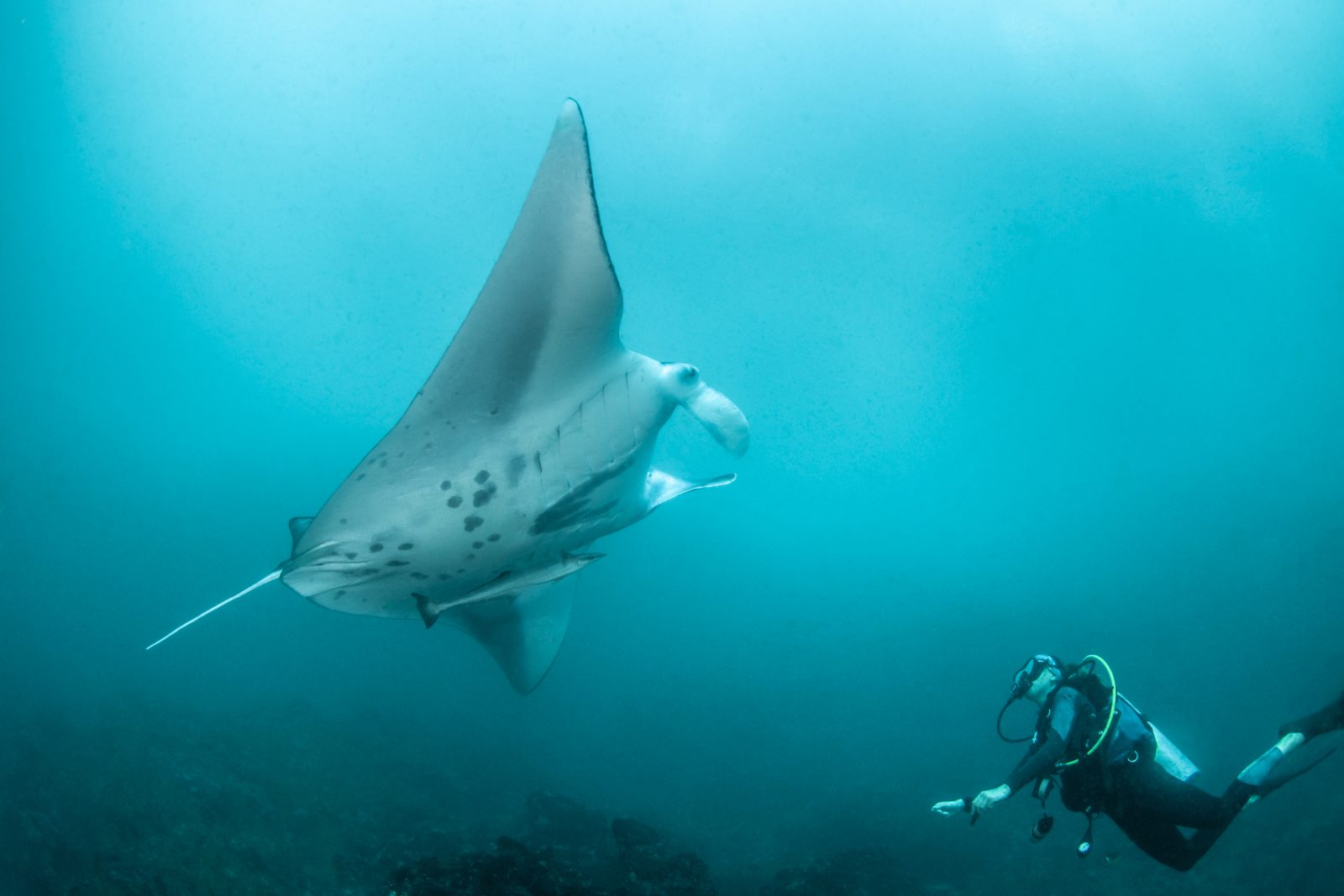 Manta ray passing close to a diver