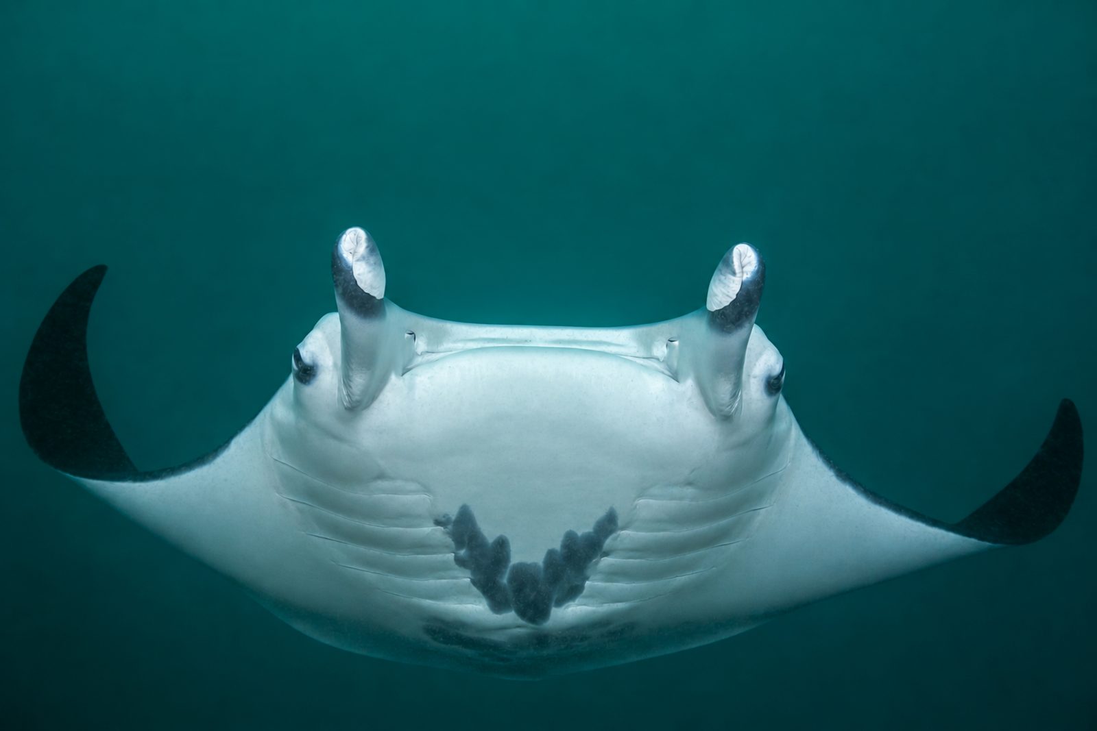 Manta ray head-on, wings spread