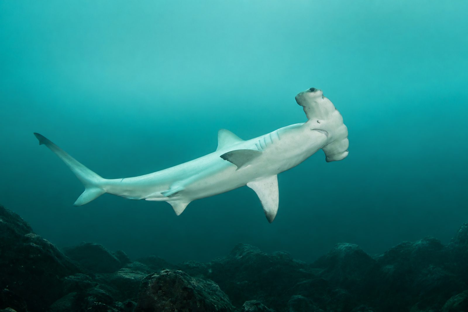 Hammerhead shark above the rocky bottom