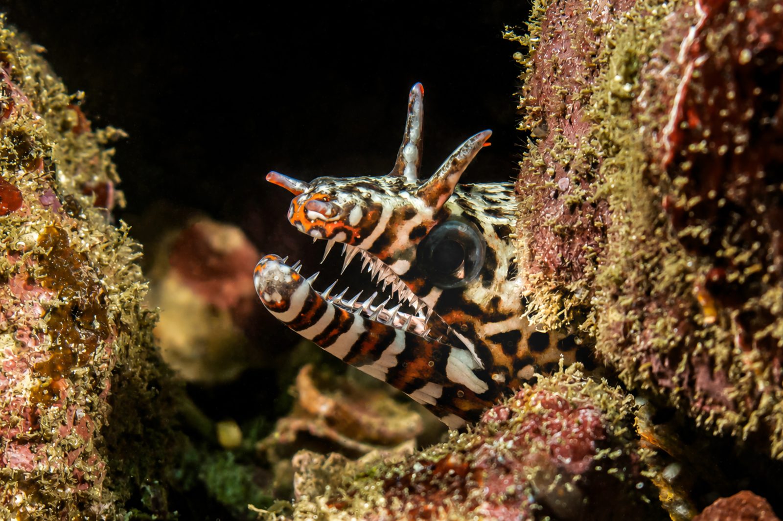 Dragon moray in a crevice