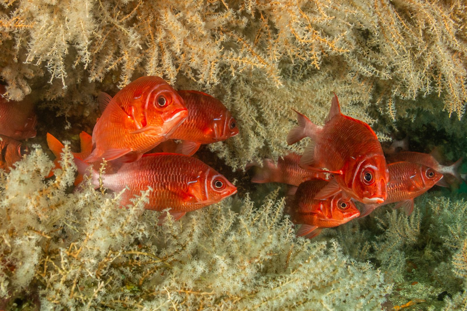 Red soldierfish in soft corals