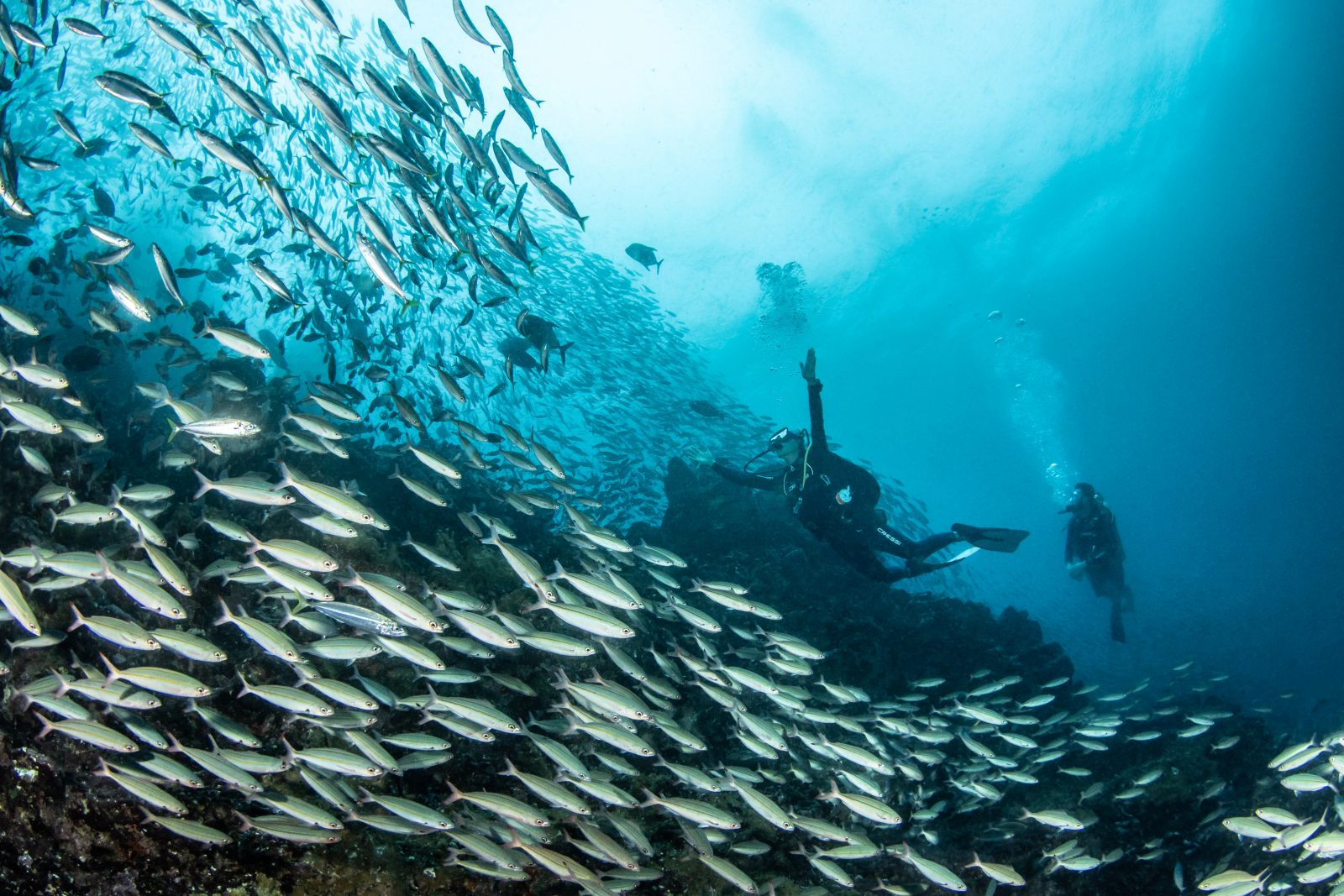 Diver facing a school of fusiliers at Tikapo