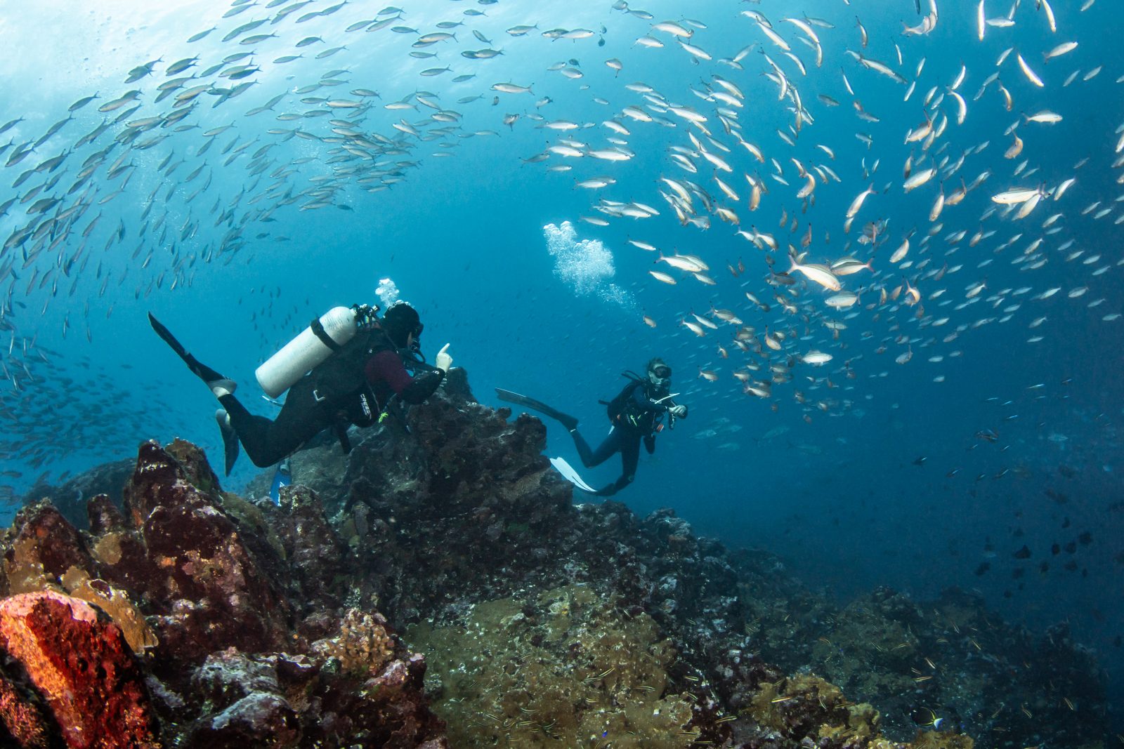 Dive group and school of fish at Tikapo