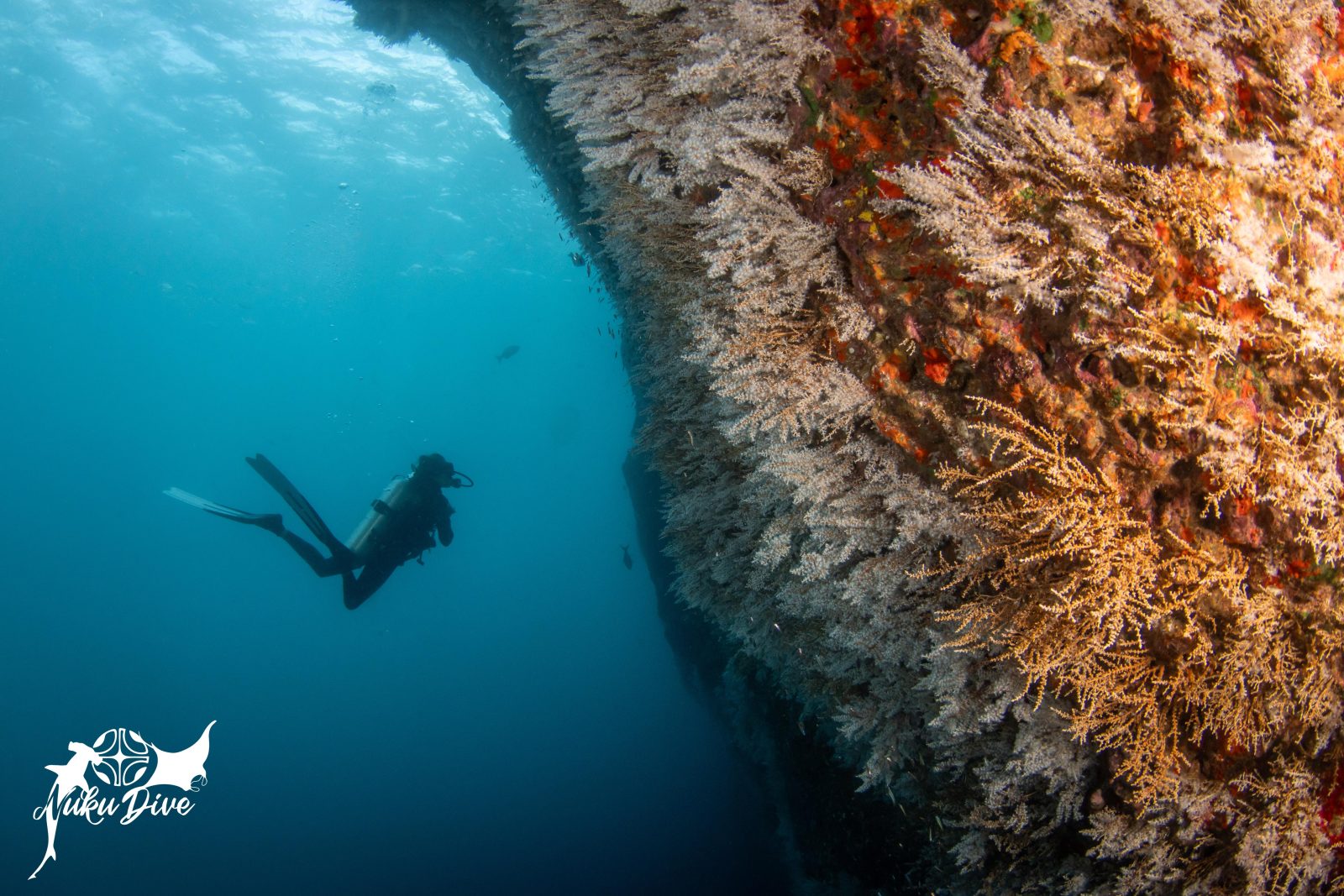 Diver along a flowery drop-off