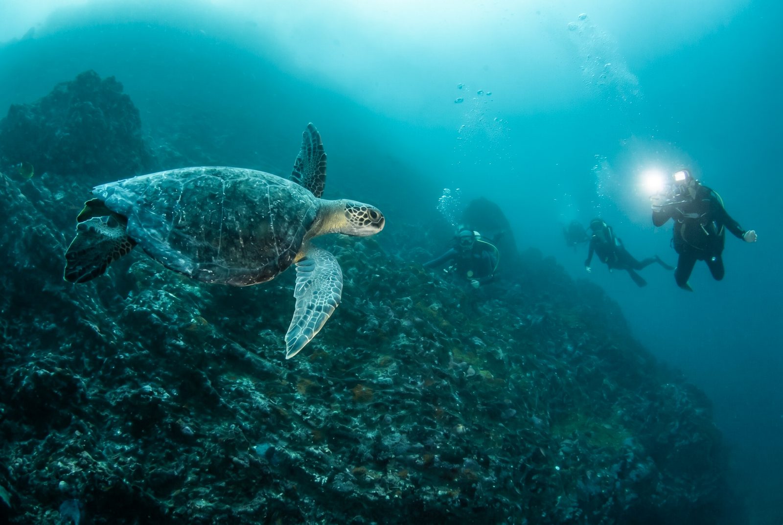Green turtle and diver with a torch