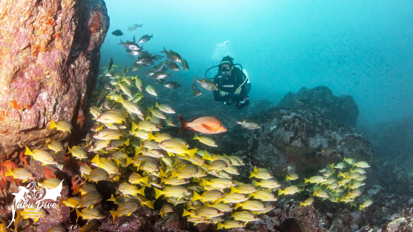 Diver among a school of yellow snappers at the Avaika site