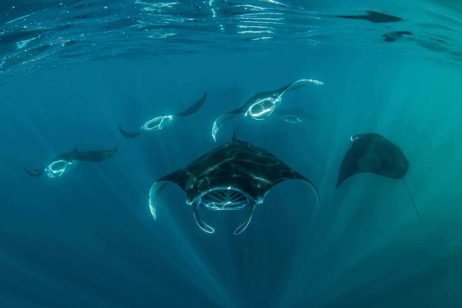Reef manta rays gliding under the surface in Nuku Hiva