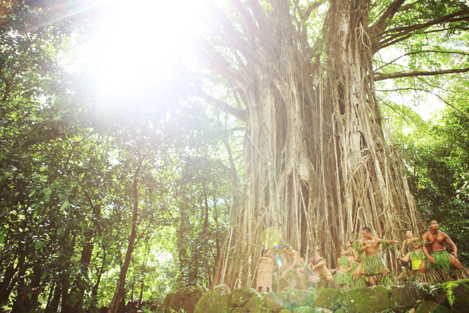 Giant banyan tree in the Nuku Hiva forest