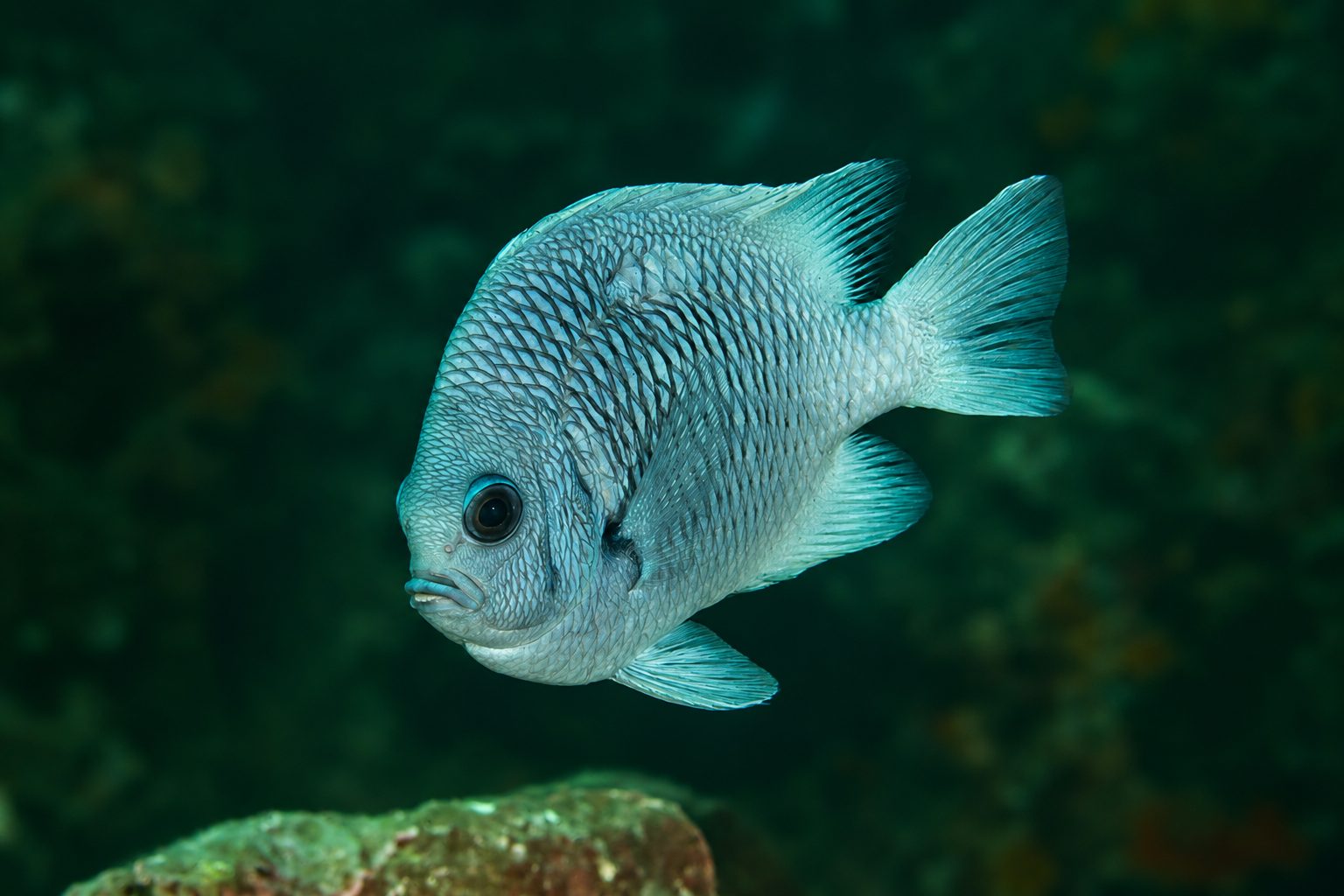 Grey Strasburg’s damselfish on a dark background