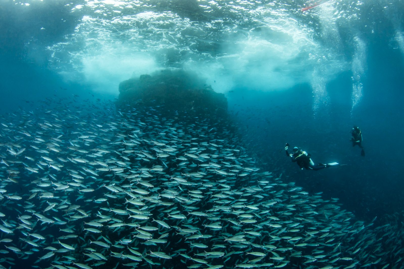Divers above a seamount teeming with fish