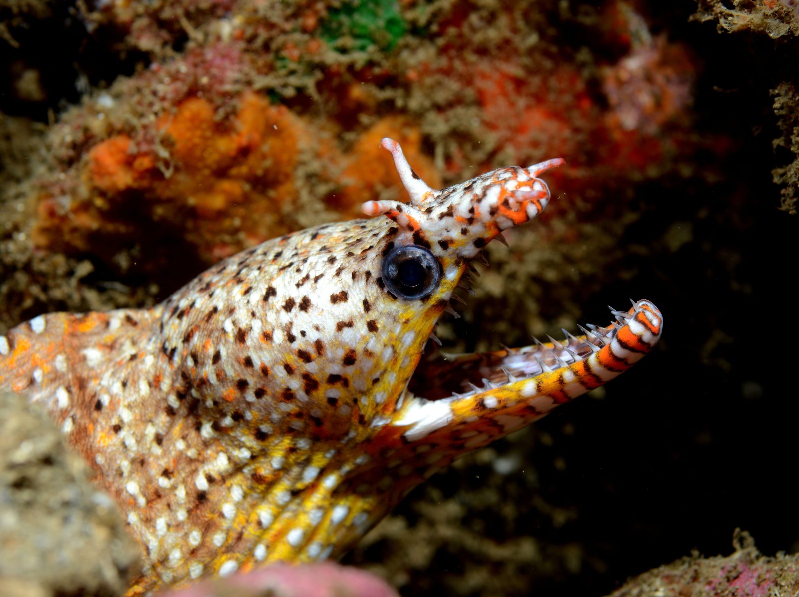 Dragon moray, a signature species of the Marquesas, mouth open