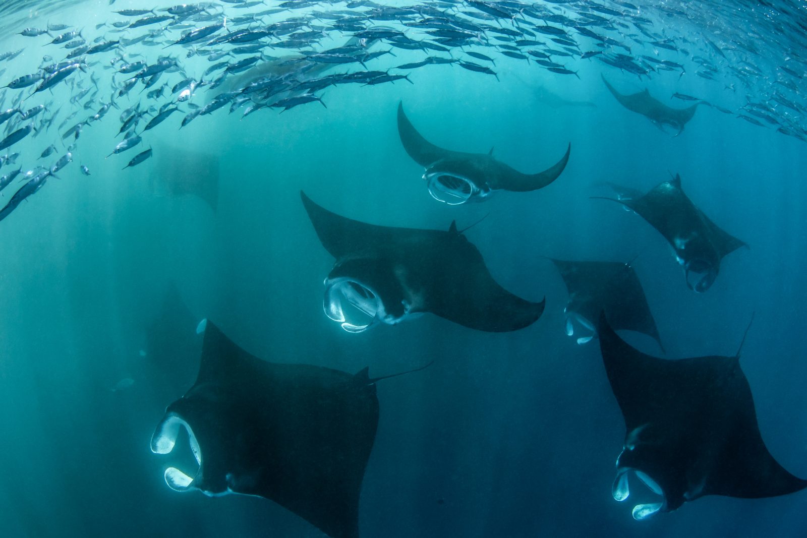 Group of reef manta rays beneath a school of fish