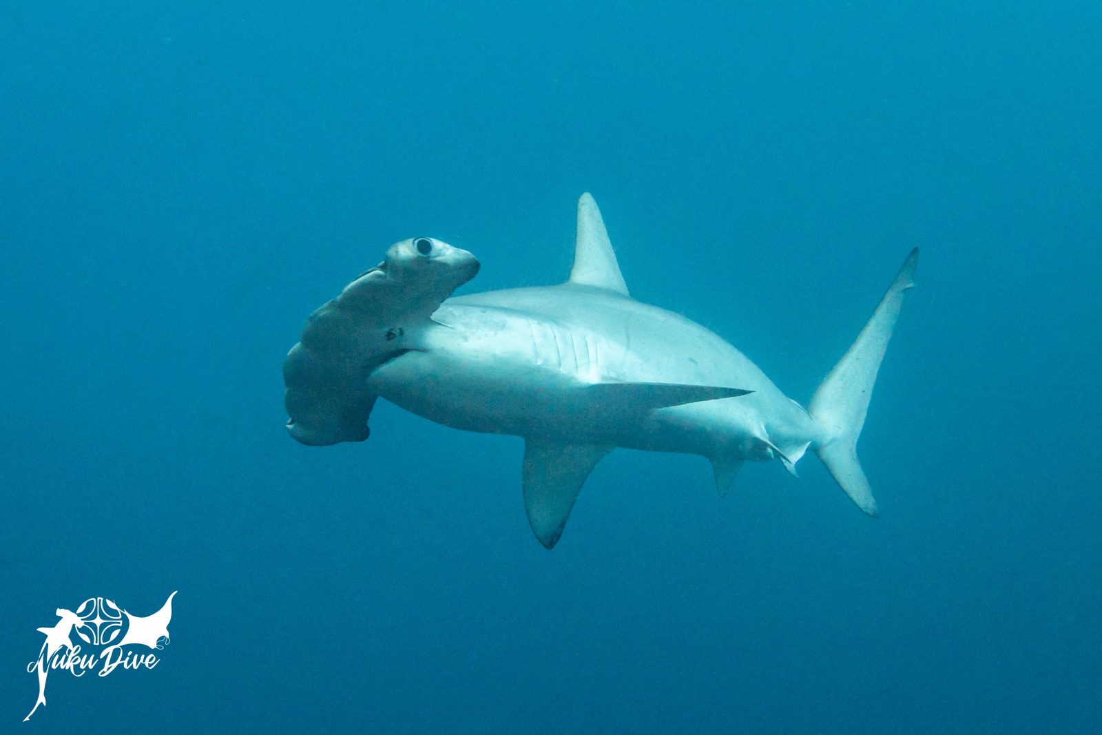 Scalloped hammerhead shark in profile in the blue