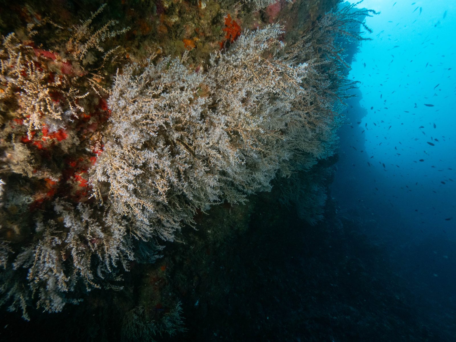 Drop-off covered in soft corals