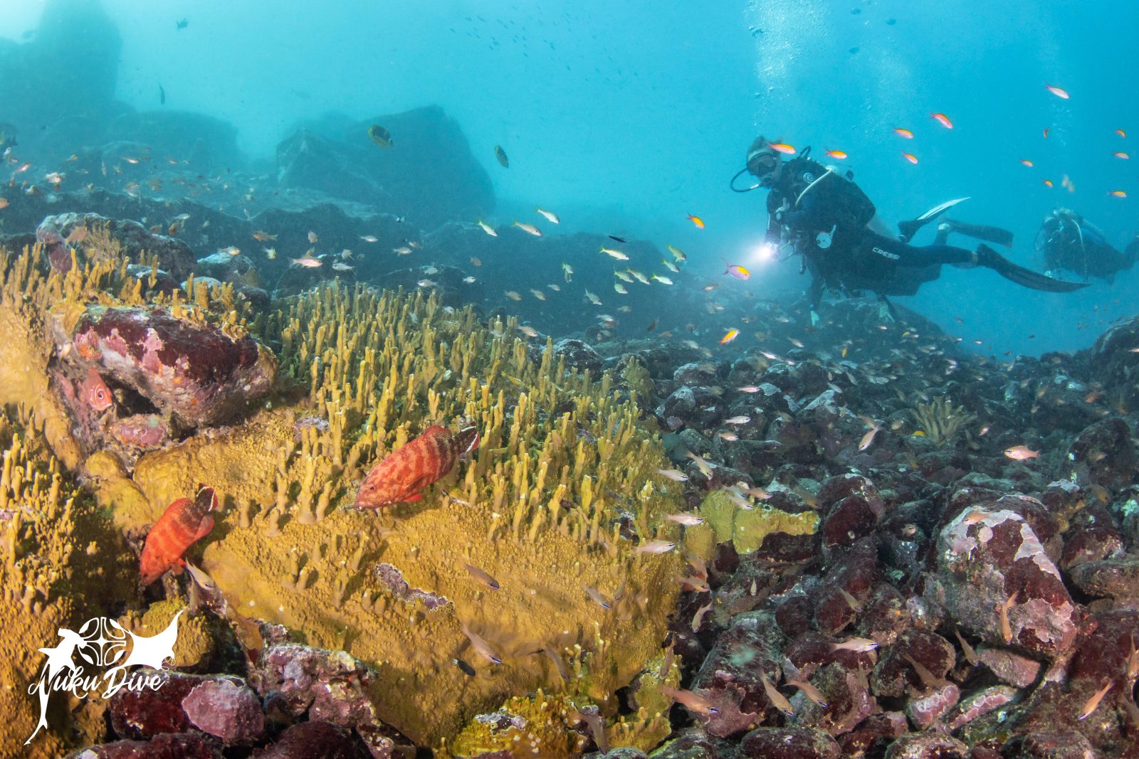 Diver and yellow corals at Motu Nui