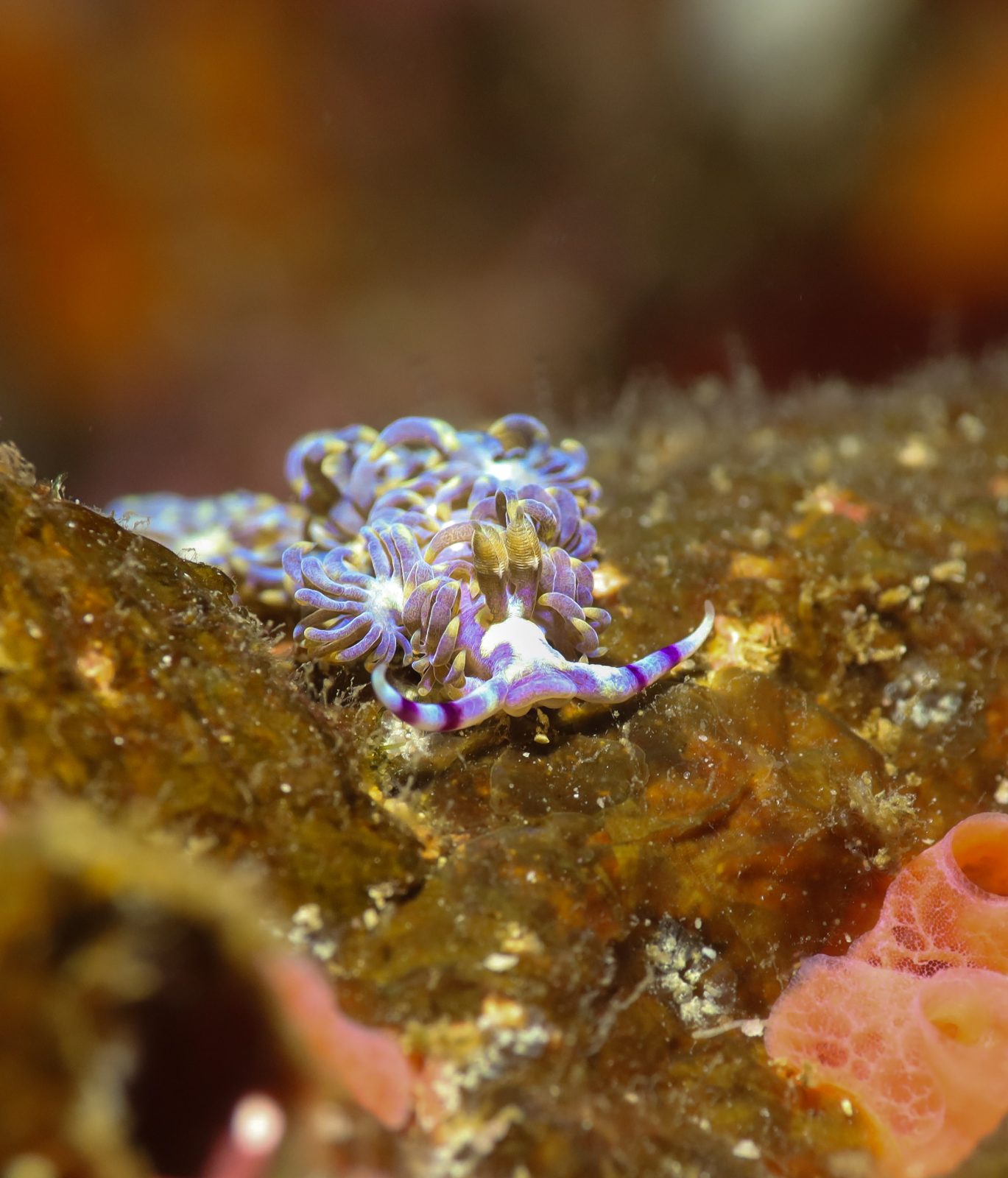 Purple dragon nudibranch