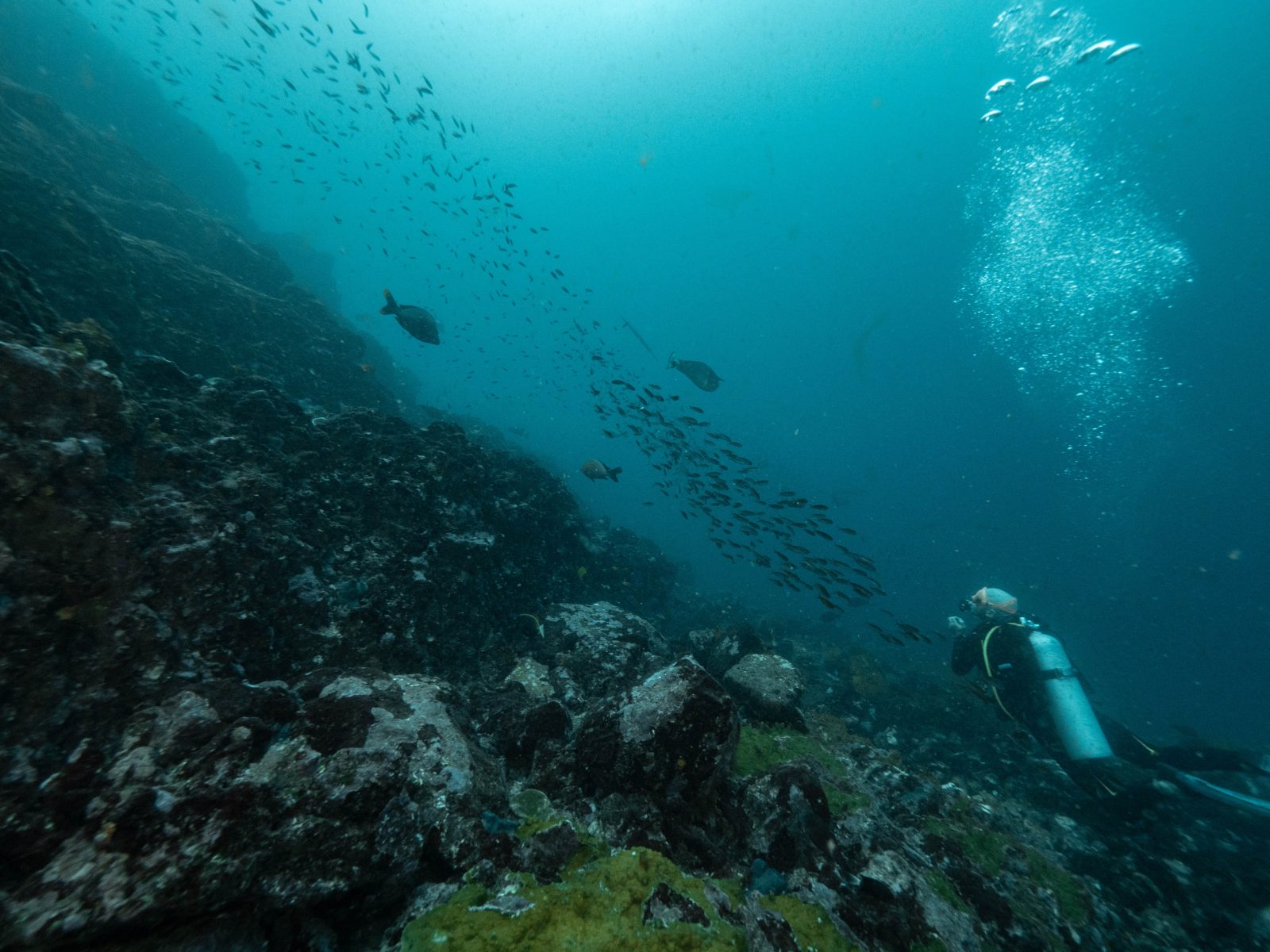 Diver above a drop-off