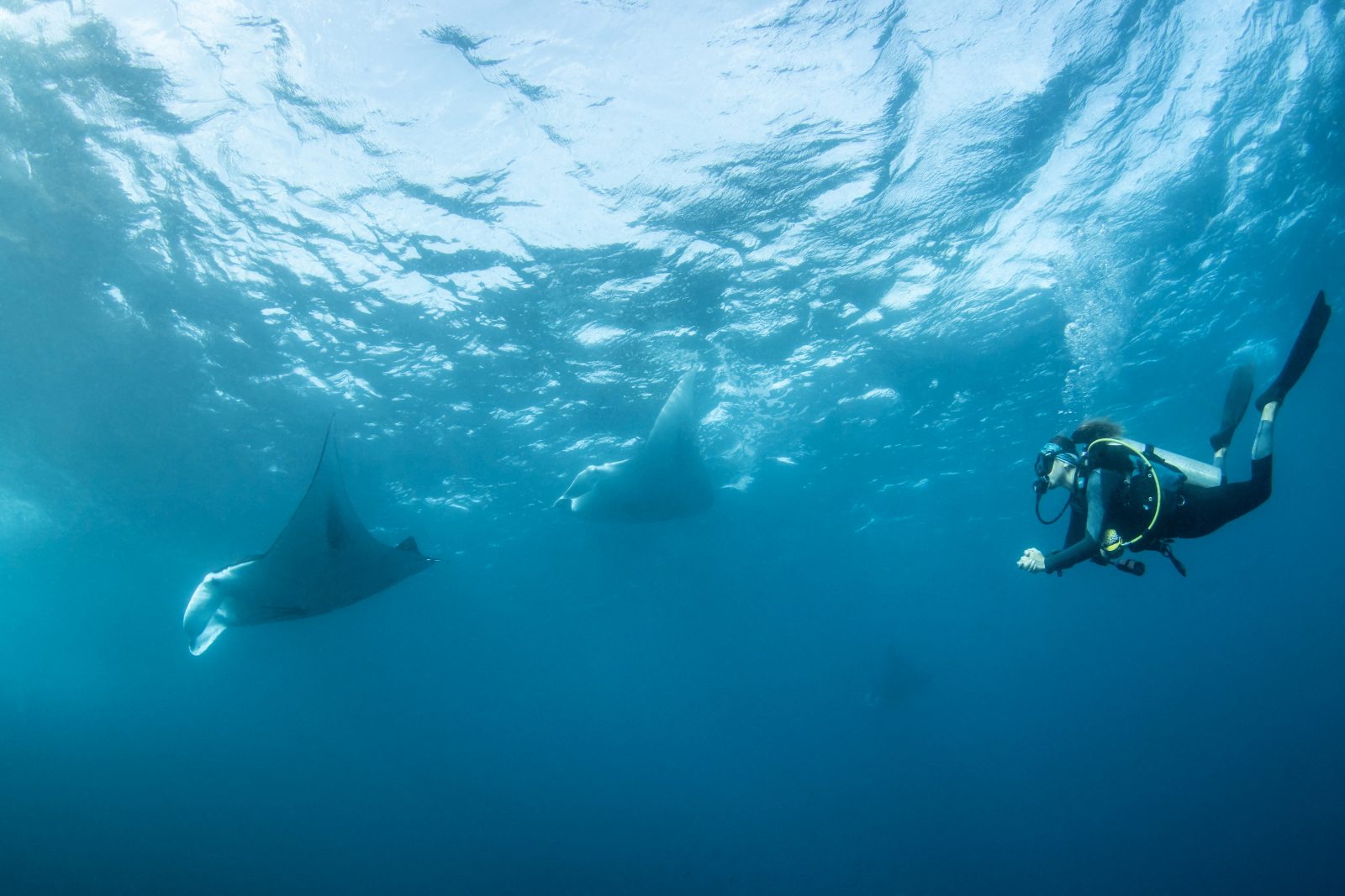 Manta ray and diver near the surface