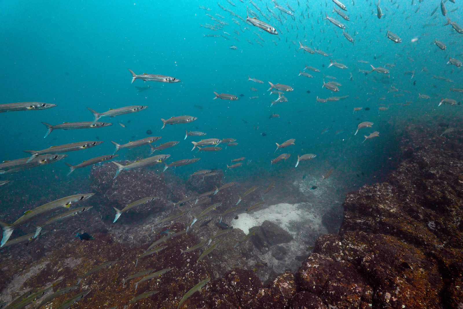 Barracudas above the reef