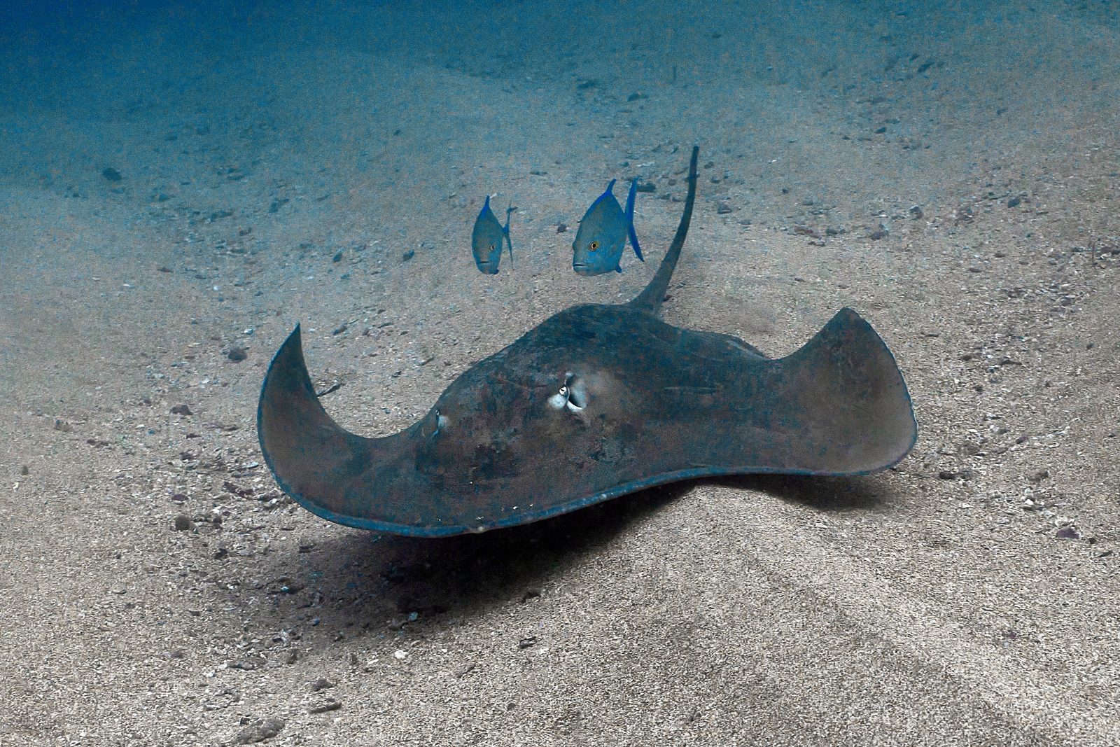 Stingray on the sand