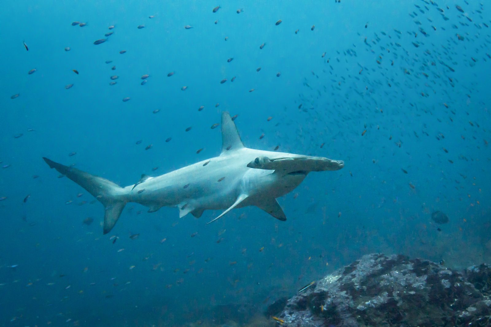 Hammerhead shark above the boulders of La Sentinelle