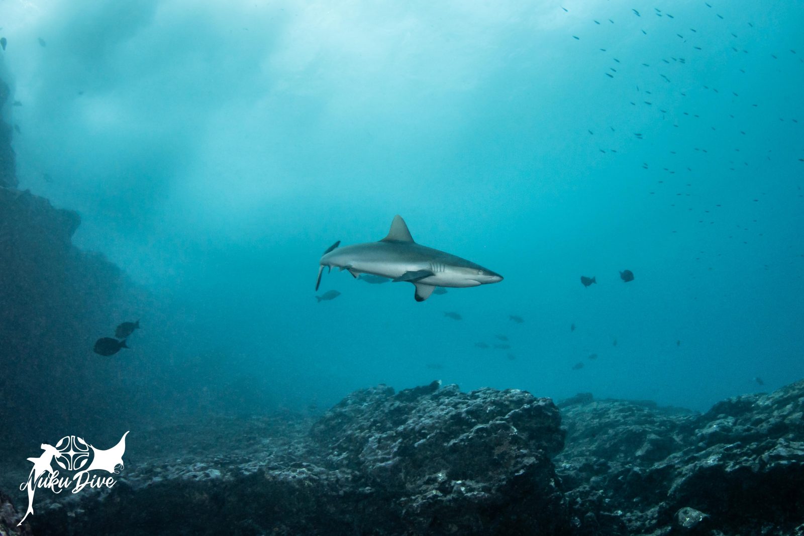 Grey reef shark above the boulders of Motu Mano