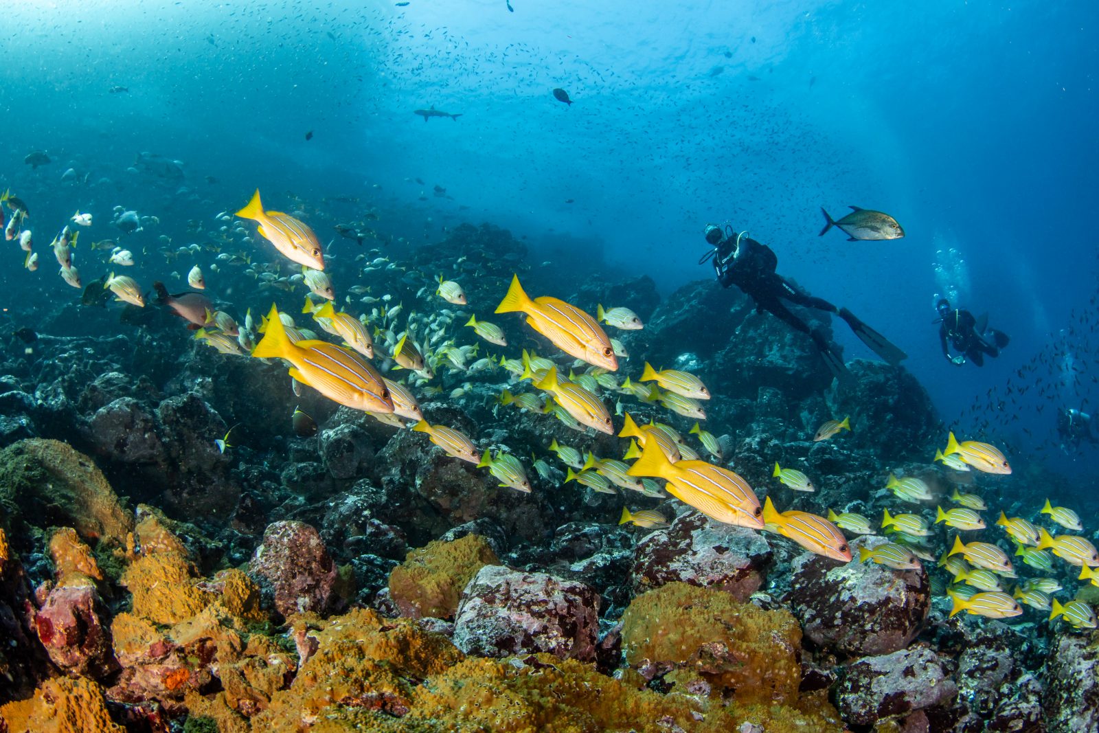 Divers and bluestripe snappers over the boulders of Motu Nui