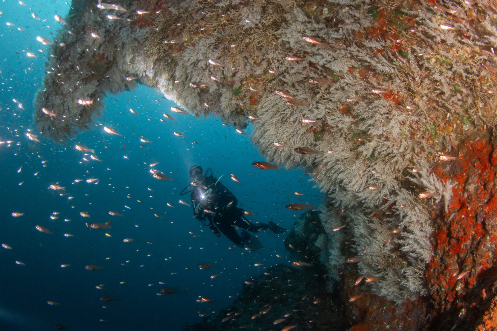 Diver beneath a rocky overhang covered in life