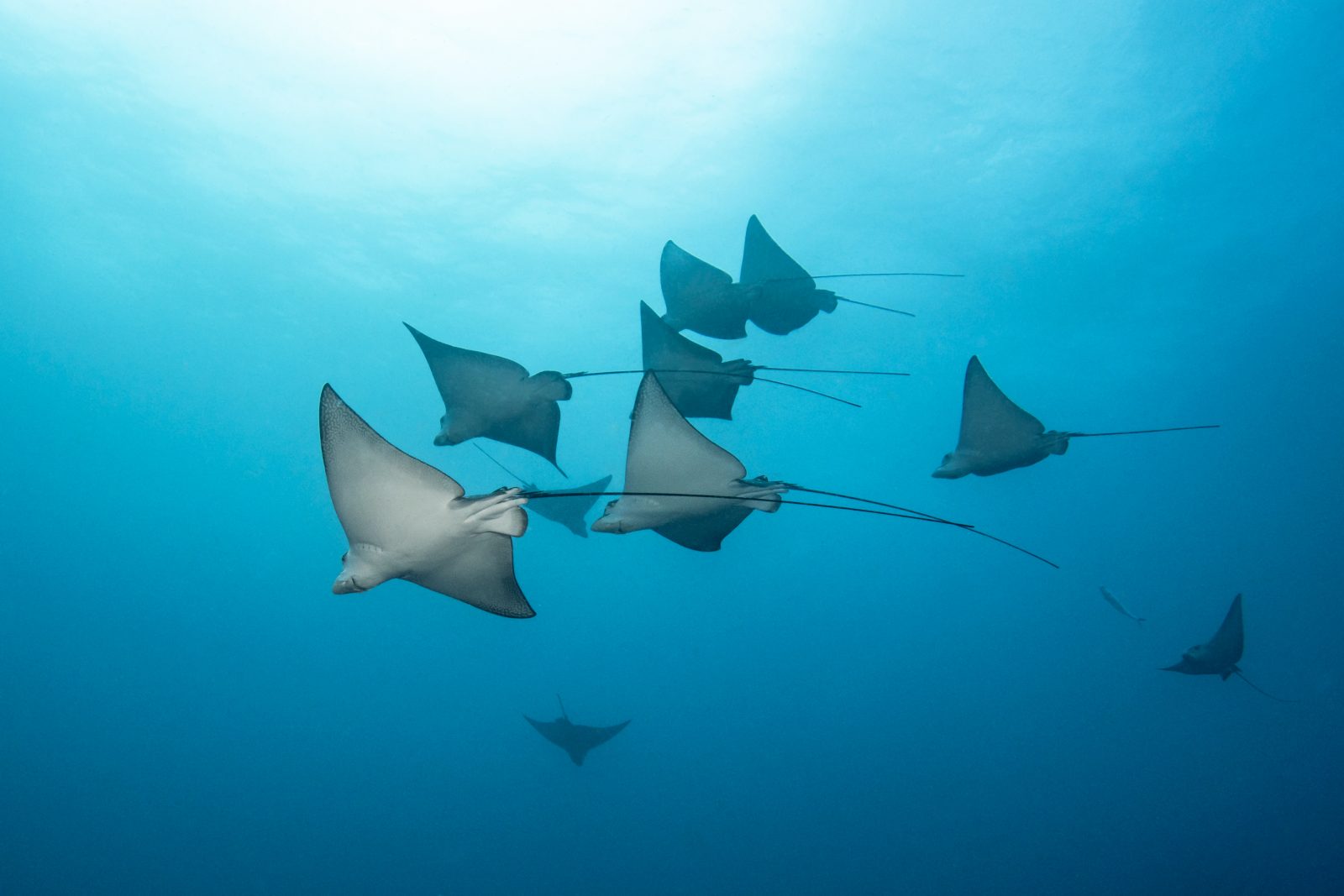 Eagle rays in formation above the reef