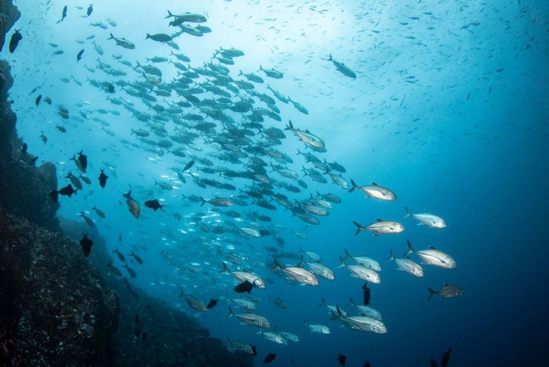 School of bigeye trevallies in the blue