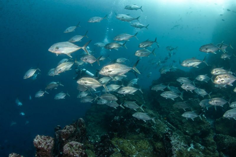 Brassy trevallies in open water