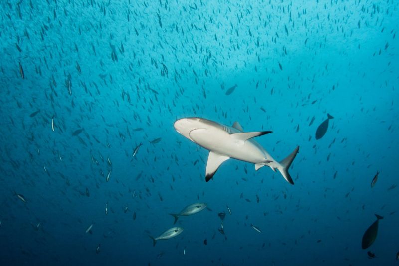 Grey reef shark in the blue