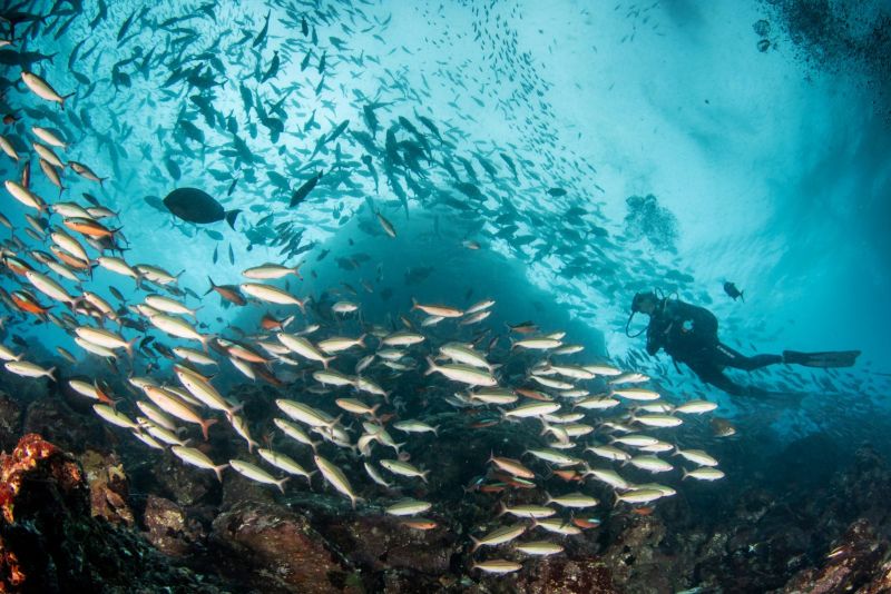 Divers and a school of fish along the pinnacles of Tikapo