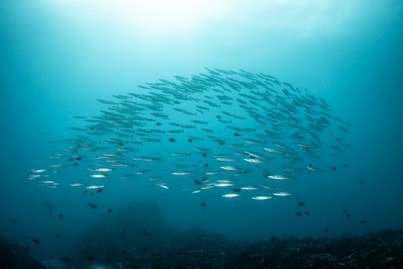 School of barracudas in a spiral