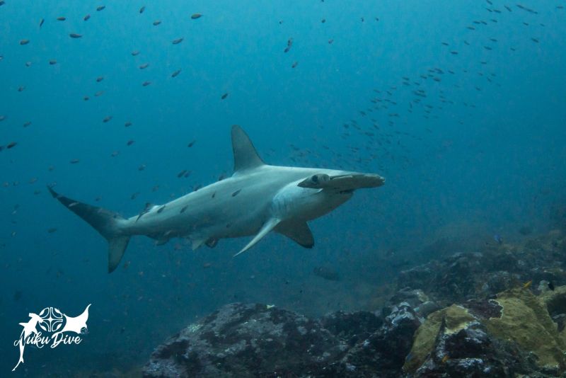 Hammerhead shark cruising along the reef