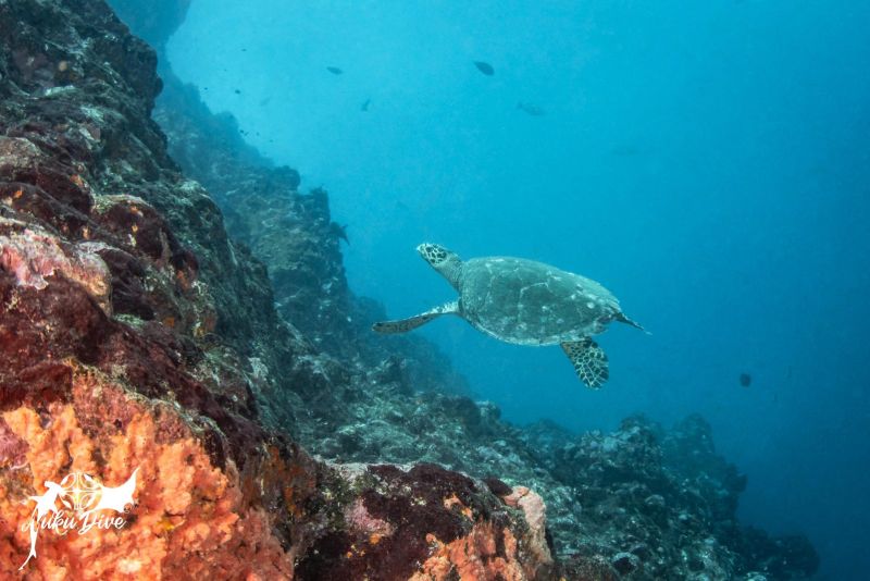 Hawksbill turtle along the drop-off