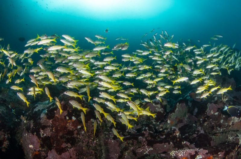 Snappers and goatfish on the reef