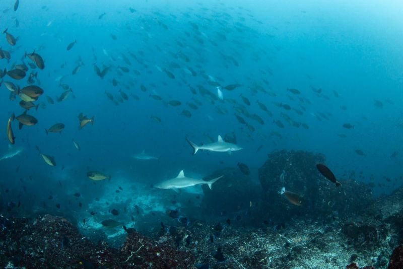 Unicornfish, triggerfish and grey sharks above the reef