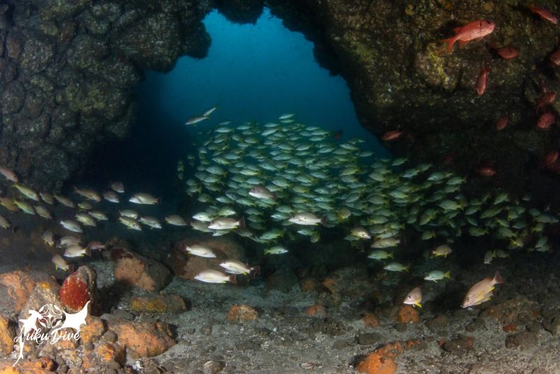 School of cardinalfish at the entrance of the Dulcinéa tunnel