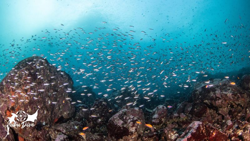 Cloud of damselfish and fusiliers on the reef