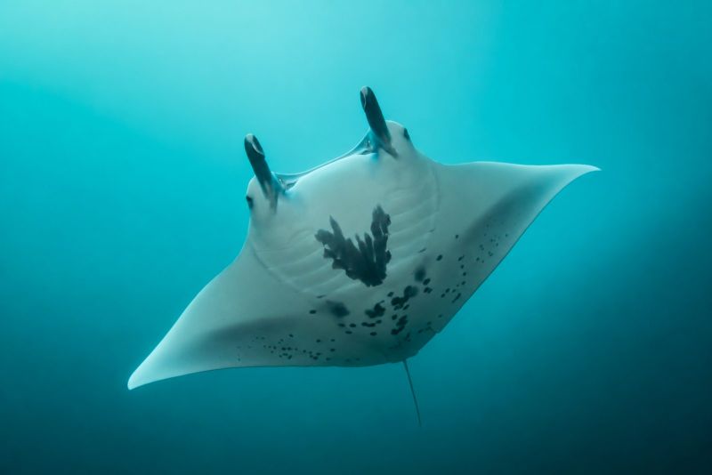 Manta ray showing its spotted belly