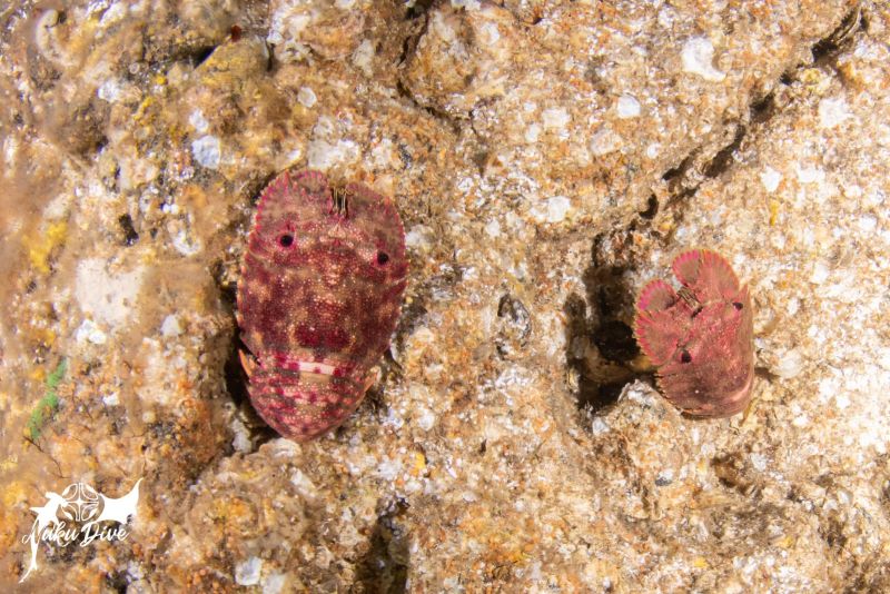 Two slipper lobsters on the rock