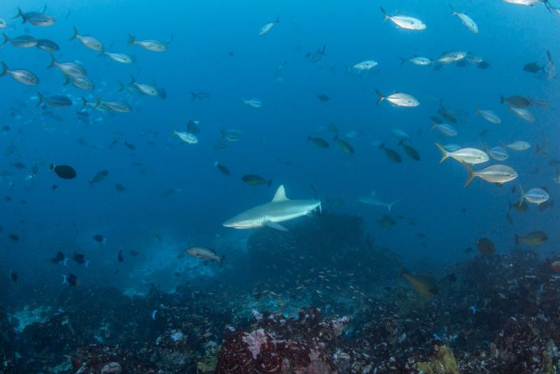 Grey reef shark above the Tikapo reef