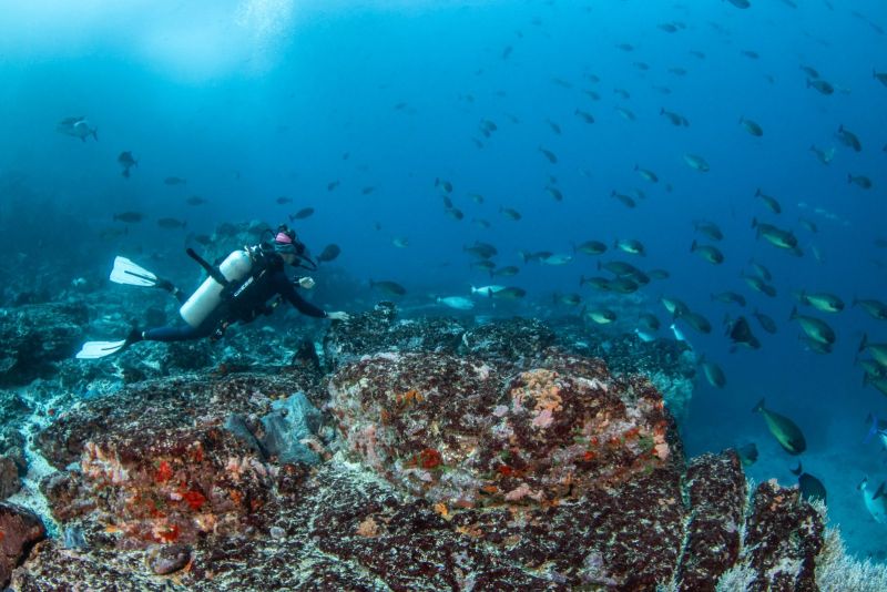 Diver above the reef and a school of unicornfish