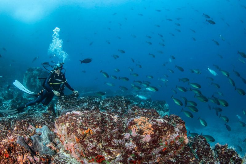 Julie above the Avaika reef, surrounded by fish