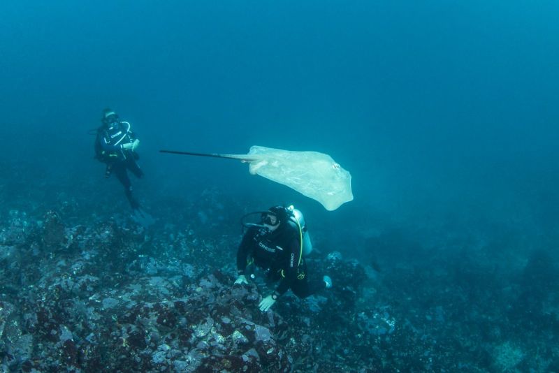 Stingray swimming in front of a diver