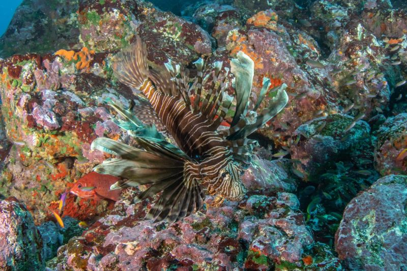 Lionfish on the reef