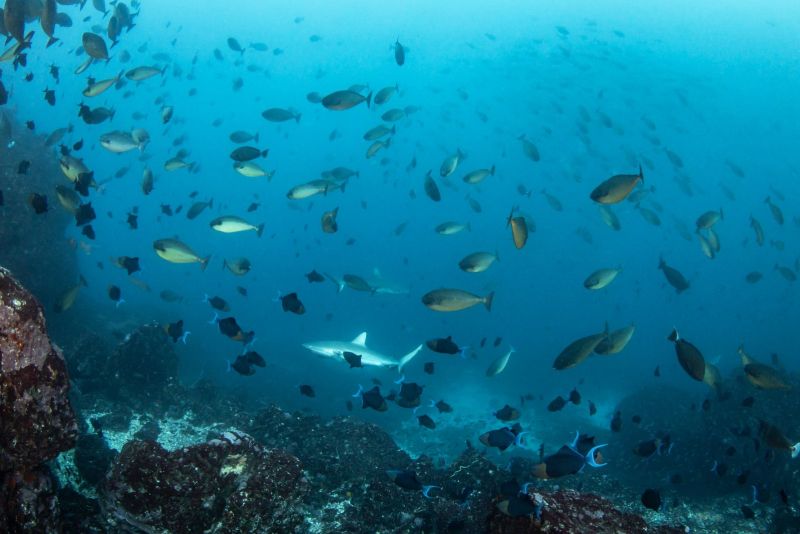 School of unicornfish and triggerfish