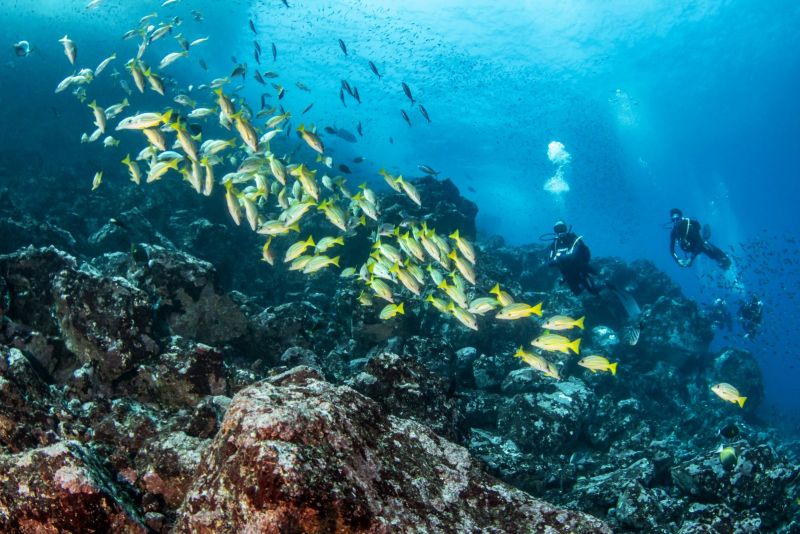 School of yellow snappers and divers